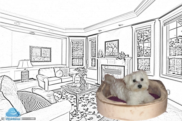 Hundebett, Hundekorb, Alles für den Hund, Hundebett Aschaffenburg, Exklusive Hundebetten